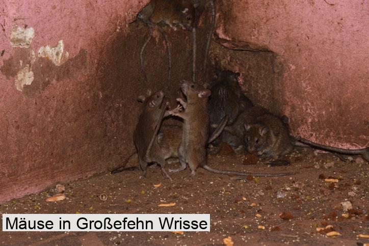 Mäuse in Großefehn Wrisse